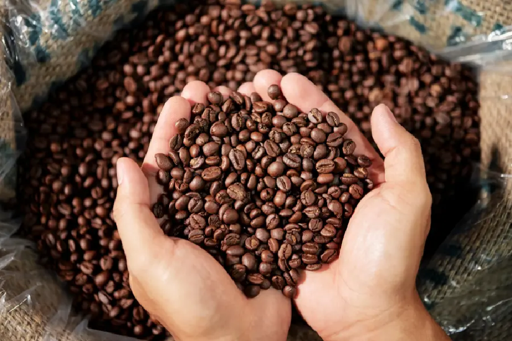 Arabica czy Robusta – jakie są różnice między tymi rodzajami kawy?